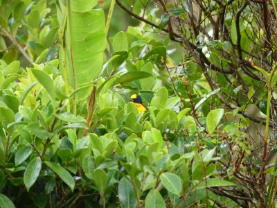 Organiste à gorge jaune