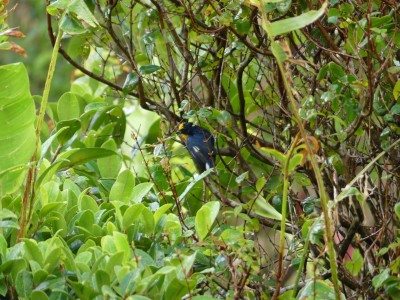 Organiste à gorge jaune