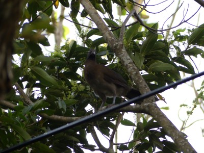 Ortalide à tête grise