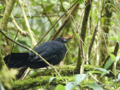 Pénélope unicolore