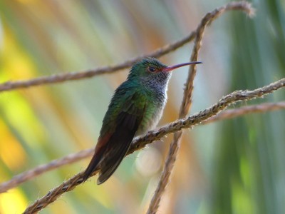 Ariane à ventre gris