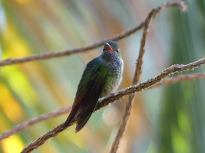Ariane à ventre gris