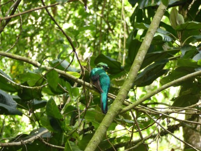 Quetzal resplendissant F