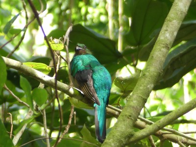 Quetzal resplendissant F