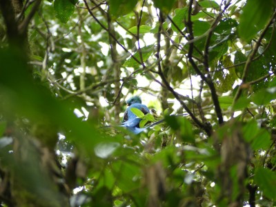 Quetzal resplendissant M