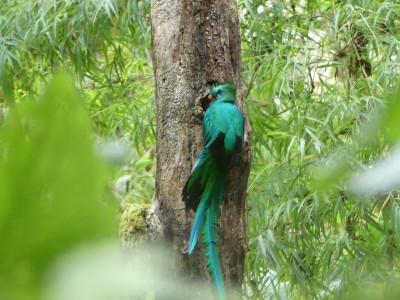 Quetzal resplendissant M
