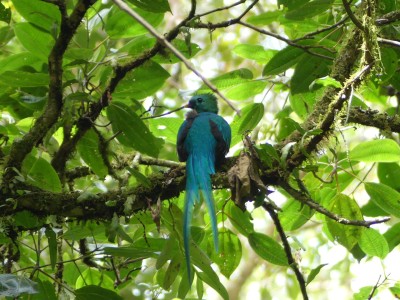 Quetzal resplendissant M