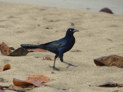 Quiscale à longue queue