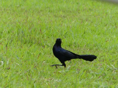 Quiscale à longue queue