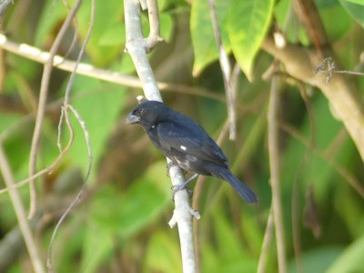Sporophile à bec fort