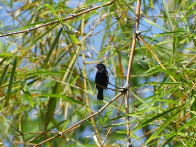 Sporophile à bec fort