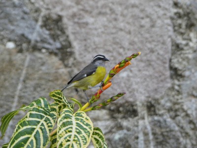 Sucrier à ventre jaune
