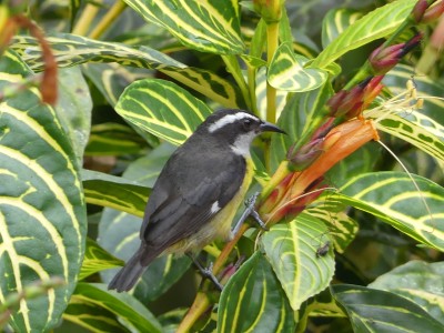 Sucrier à ventre jaune