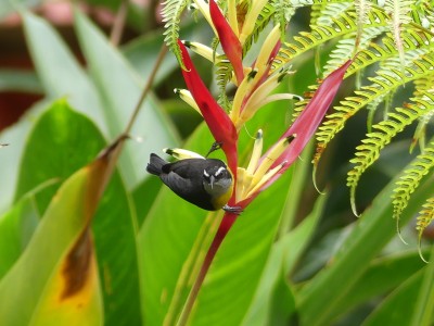 Sucrier à ventre jaune