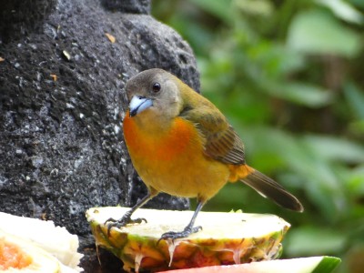 Tangara à croupion rouge F