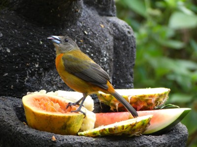 Tangara à croupion rouge F