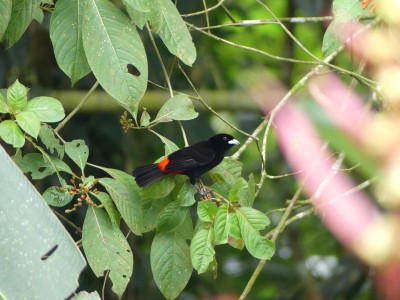 Tangara à croupion rouge M