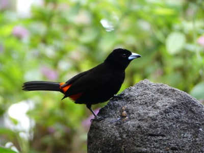 Tangara à croupion rouge M