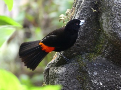 Tangara à croupion rouge M