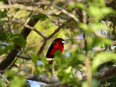 Tangara à dos rouge