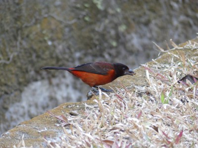Tangara à dos rouge