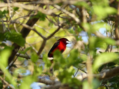 Tangara à dos rouge
