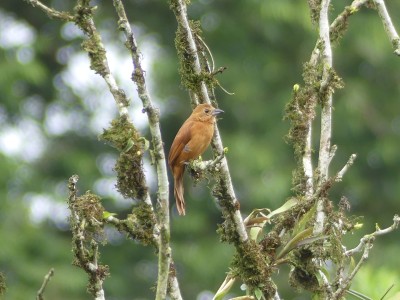 Tangara à galons blancs F