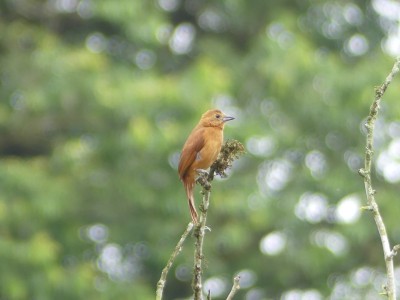 Tangara à galons blancs F