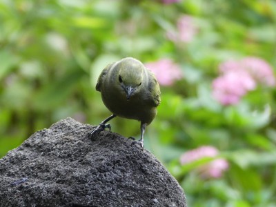 Tangara des palmiers