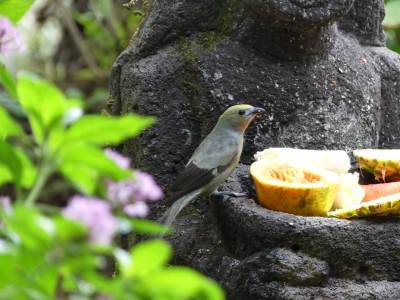 Tangara des palmiers