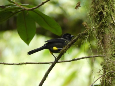 Tohi à cuisses jaunes