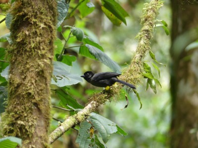 Tohi à cuisses jaunes