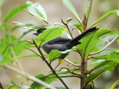 Tohi à cuisses jaunes