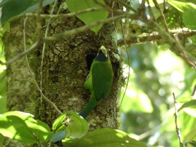 Toucanet à gorge bleue