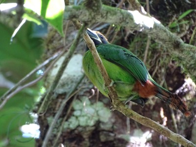 Toucanet à gorge bleue
