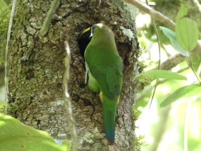 Toucanet à gorge bleue