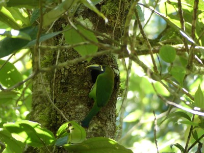 Toucanet à gorge bleue