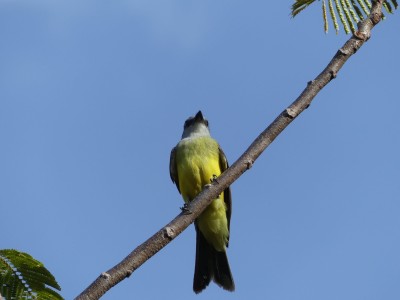 Tyran à gorge blanche