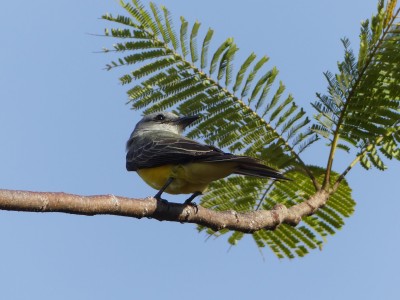 Tyran à gorge blanche