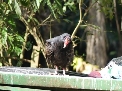 Urubu à tête rouge